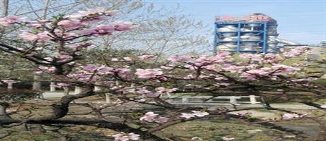 安博（中国）一站式服务平台春景（十一）